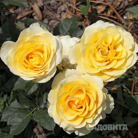 Роза чайно-гибридная Илиос Садовита