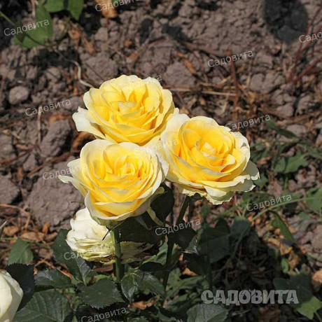 Роза чайно-гибридная Илиос Садовита