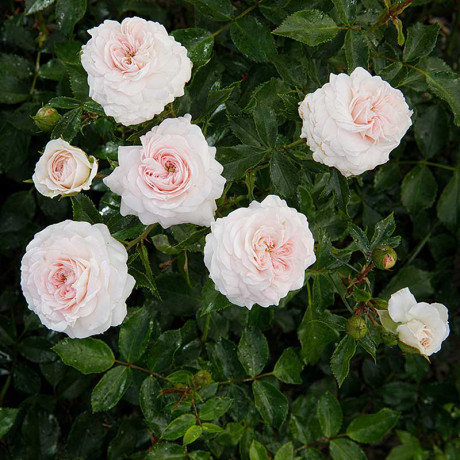 Роза шраб Ларисса Садовита