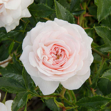 Роза шраб Ларисса Садовита