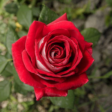 Роза чайно-гибридная Осирия Садовита