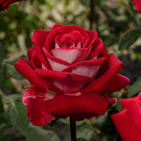 Роза чайно-гибридная Осирия Садовита