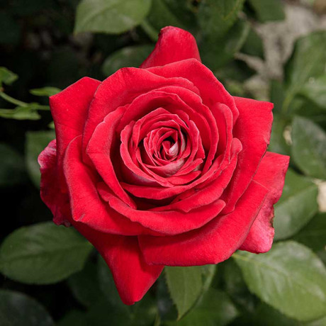 Роза чайно-гибридная Осирия Садовита