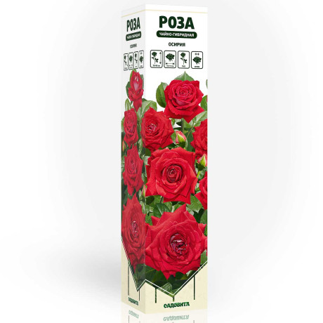 Роза чайно-гибридная Осирия Садовита