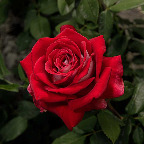 Роза чайно-гибридная Осирия Садовита