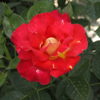 Роза шраб Декор Арлекин Мейян Садовита