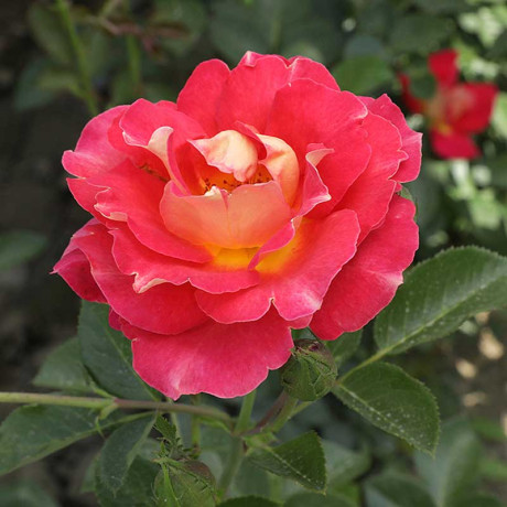 Роза шраб Декор Арлекин Мейян Садовита