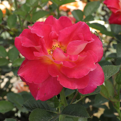 Роза шраб Декор Арлекин Мейян Садовита