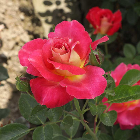 Роза шраб Декор Арлекин Мейян Садовита