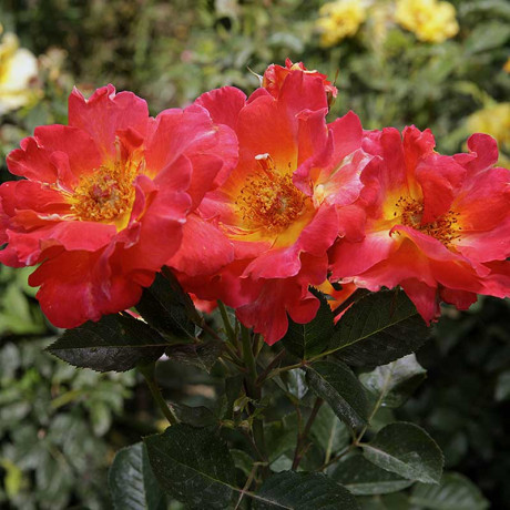 Роза шраб Декор Арлекин Мейян Садовита