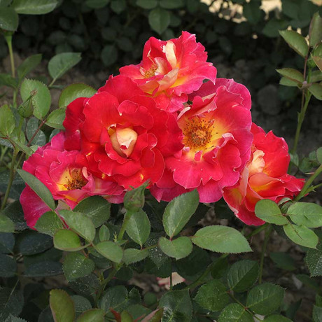 Роза шраб Декор Арлекин Мейян Садовита