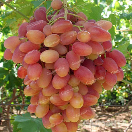 Виноград Преображение ранний Садовита