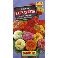 Циния Бархат лета Аэлита Ц