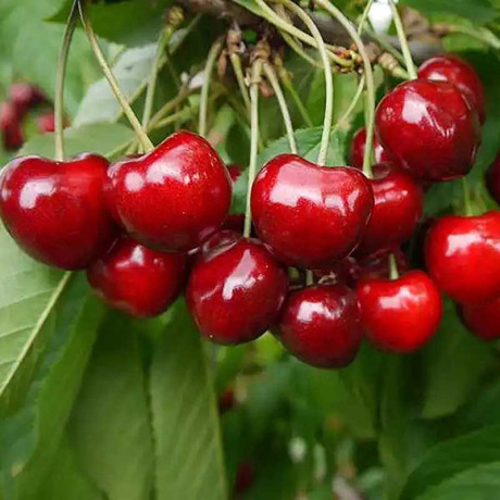 Черешня Мичуринка Садовита