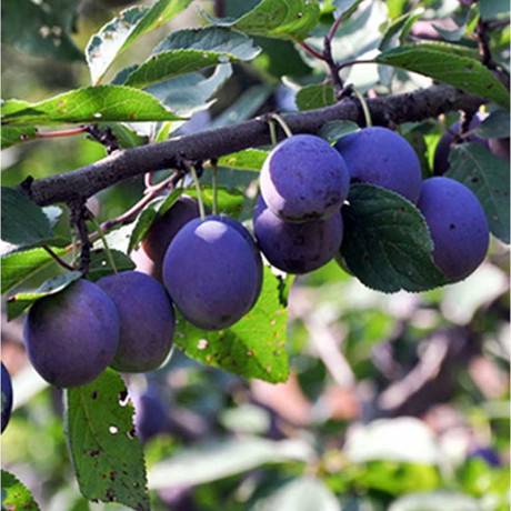 Слива Тульская черная Садовита
