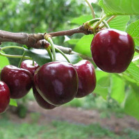 Вишня Морозовка Садовита