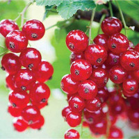 Смородина красная Голландская Красная Садовита