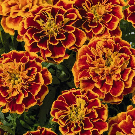 К Бархатцы Смесь (Германия) Каприс