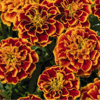 К Бархатцы Смесь (Германия) Каприс