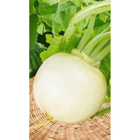 Редька Зимняя круглая белая 2гр Садовита Ц