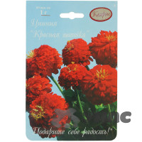 К Циния Красная шапочка Каприс