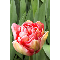 22025 Шоу-Бокс Тюльпан Промисс 11/12 75 шт Садовита