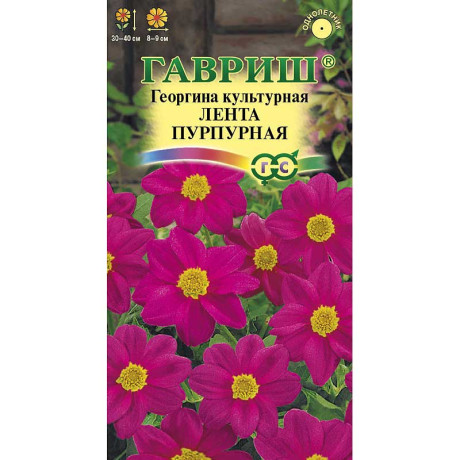 Георгин Лента пурпурная Гавриш Ц