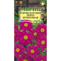 Георгин Лента пурпурная Гавриш Ц