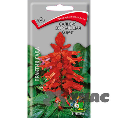 Сальвия Скарлет сверкающая Поиск Ц