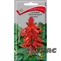 Сальвия Скарлет сверкающая Поиск Ц