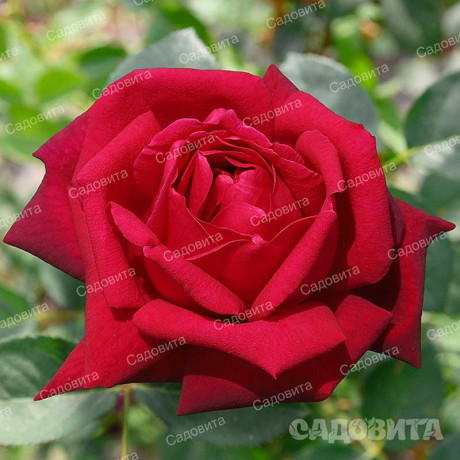 Роза чайно-гибридная Алматинская Садовита