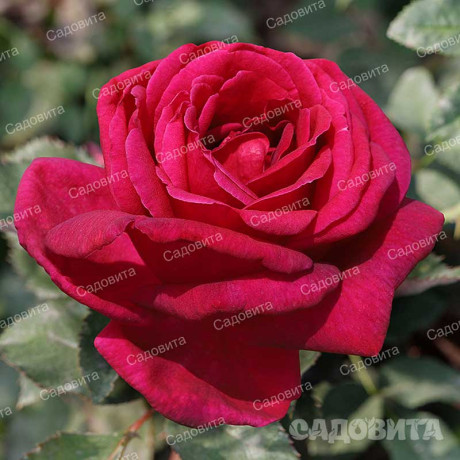 Роза чайно-гибридная Алматинская Садовита