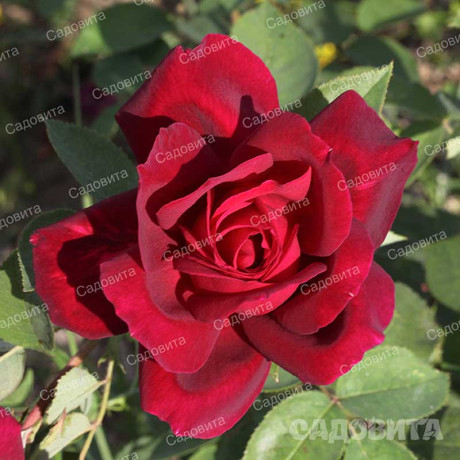 Роза чайно-гибридная Алматинская Садовита