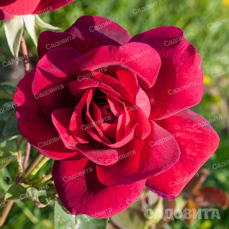 Роза чайно-гибридная Алматинская Садовита