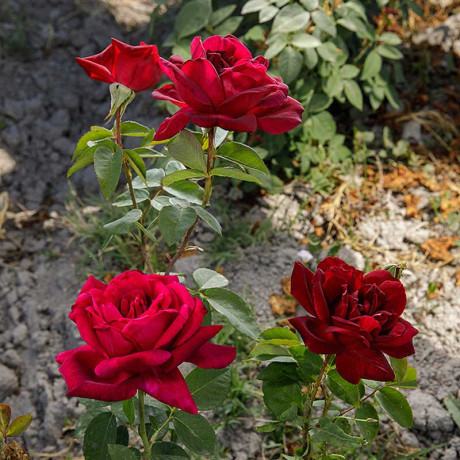 Роза чайно-гибридная Алматинская Садовита