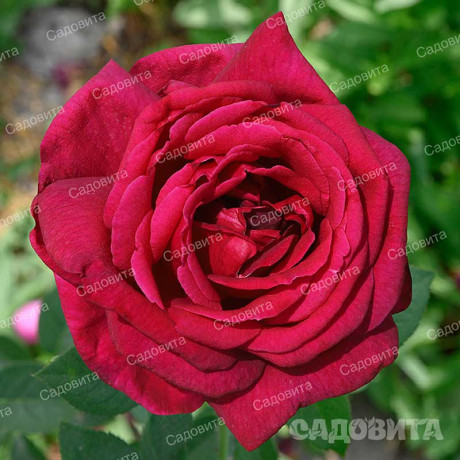 Роза чайно-гибридная Алматинская Садовита