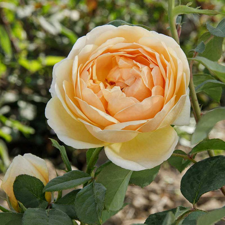 Роза шраб Джуд зе Обскур (английская) Садовита