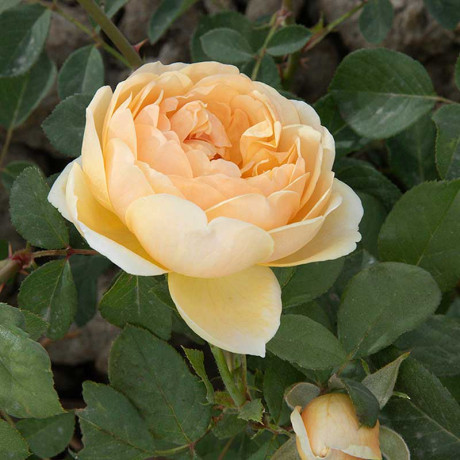 Роза шраб Джуд зе Обскур (английская) Садовита