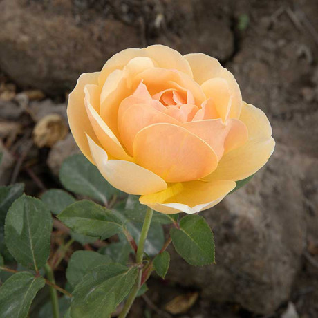 Роза шраб Джуд зе Обскур (английская) Садовита