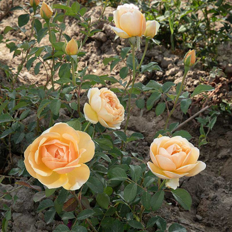 Роза шраб Джуд зе Обскур (английская) Садовита