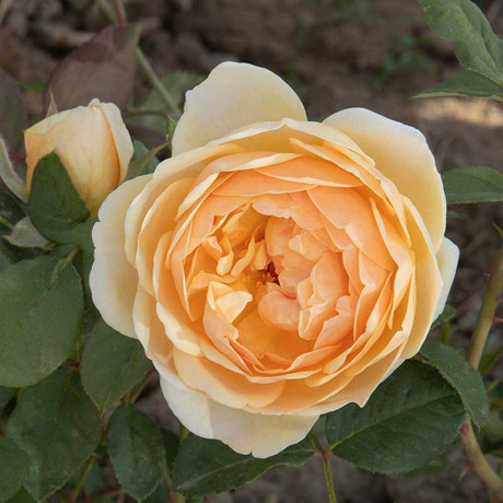 Роза шраб Джуд зе Обскур (английская) Садовита