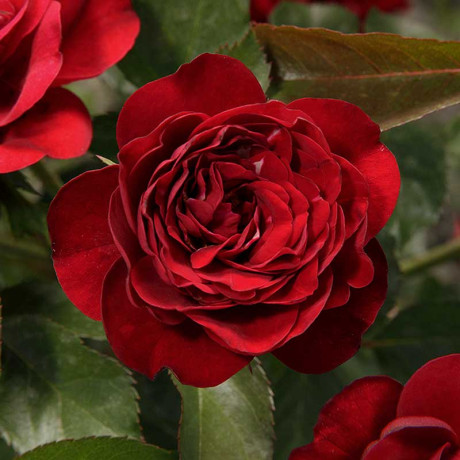 Роза флорибунда Торнадо Садовита