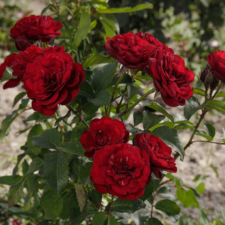 Роза флорибунда Торнадо Садовита