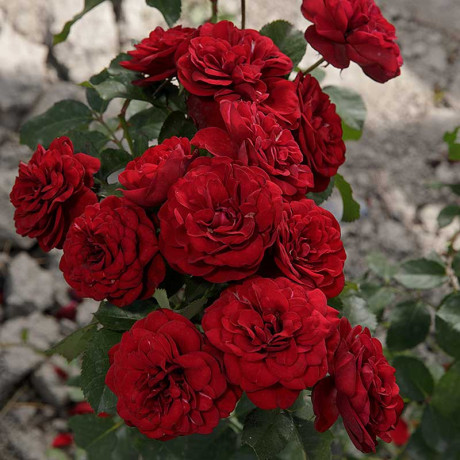 Роза флорибунда Торнадо Садовита