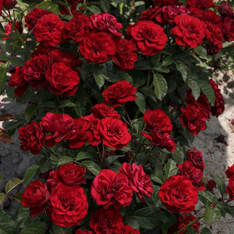 Роза флорибунда Торнадо Садовита