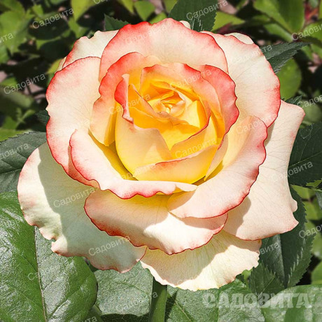 Роза чайно-гибридная Дуэт Садовита