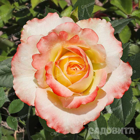 Роза чайно-гибридная Дуэт Садовита