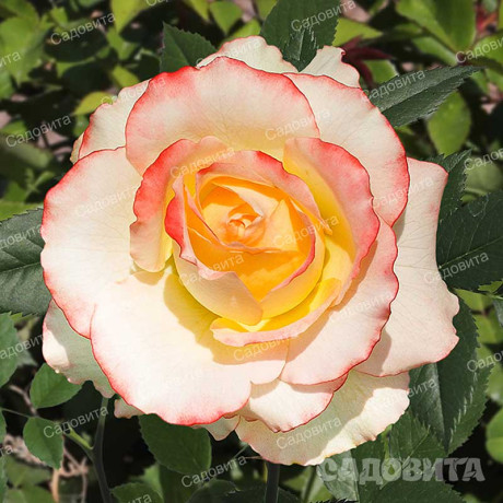 Роза чайно-гибридная Дуэт Садовита
