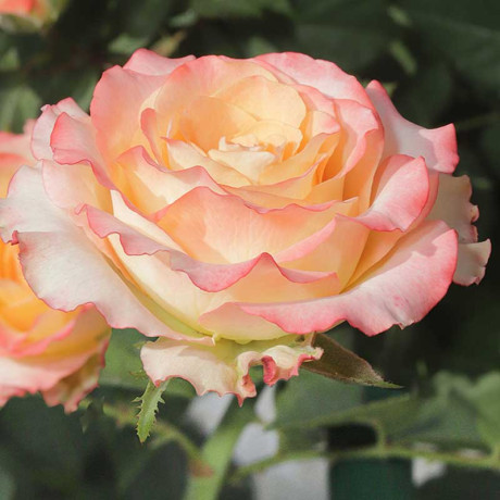 Роза чайно-гибридная Дуэт Садовита