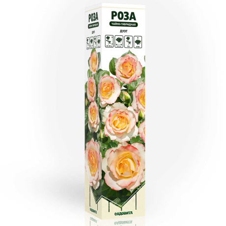 Роза чайно-гибридная Дуэт Садовита